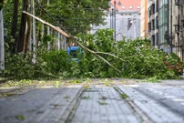 Stablo palo na tramvajsku prugu na Trgu Franje Tuđmana  , Foto: Josip Regovic /PIXSELL