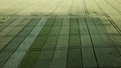 Na poljima sve više umjetne inteligencije
