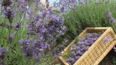 Lička lavanda, Foto: Hrvoje Matejčić/Regionalni dnevnik/HRT