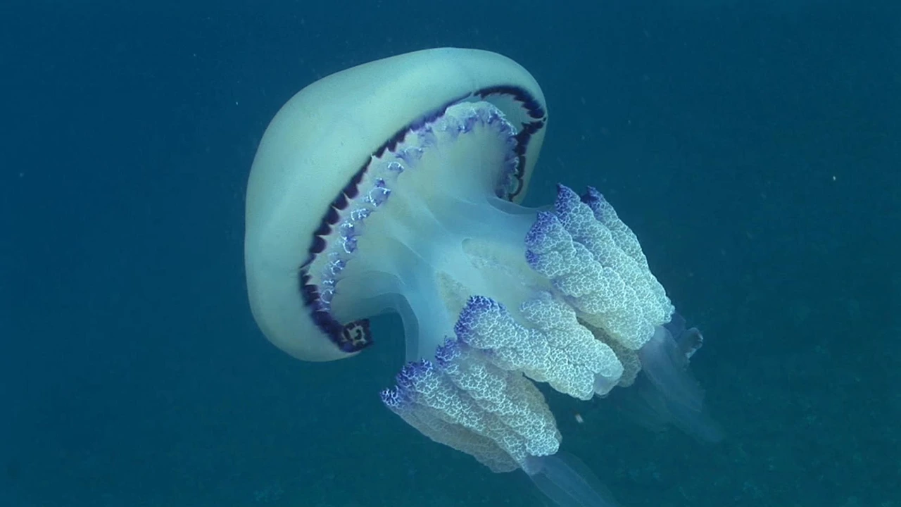 Utorak, 17. kolovoza na Drugom   