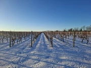 Ledena berba traminca na Principovcu, Foto: M.Milas/Radio Osijek