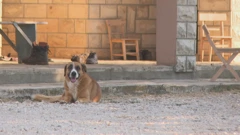 Pasje vrućine u dalmatinskom zaleđu 