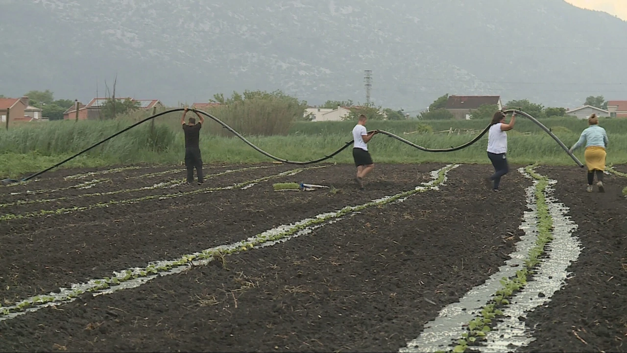 U dolini Neretve sade se lubenice