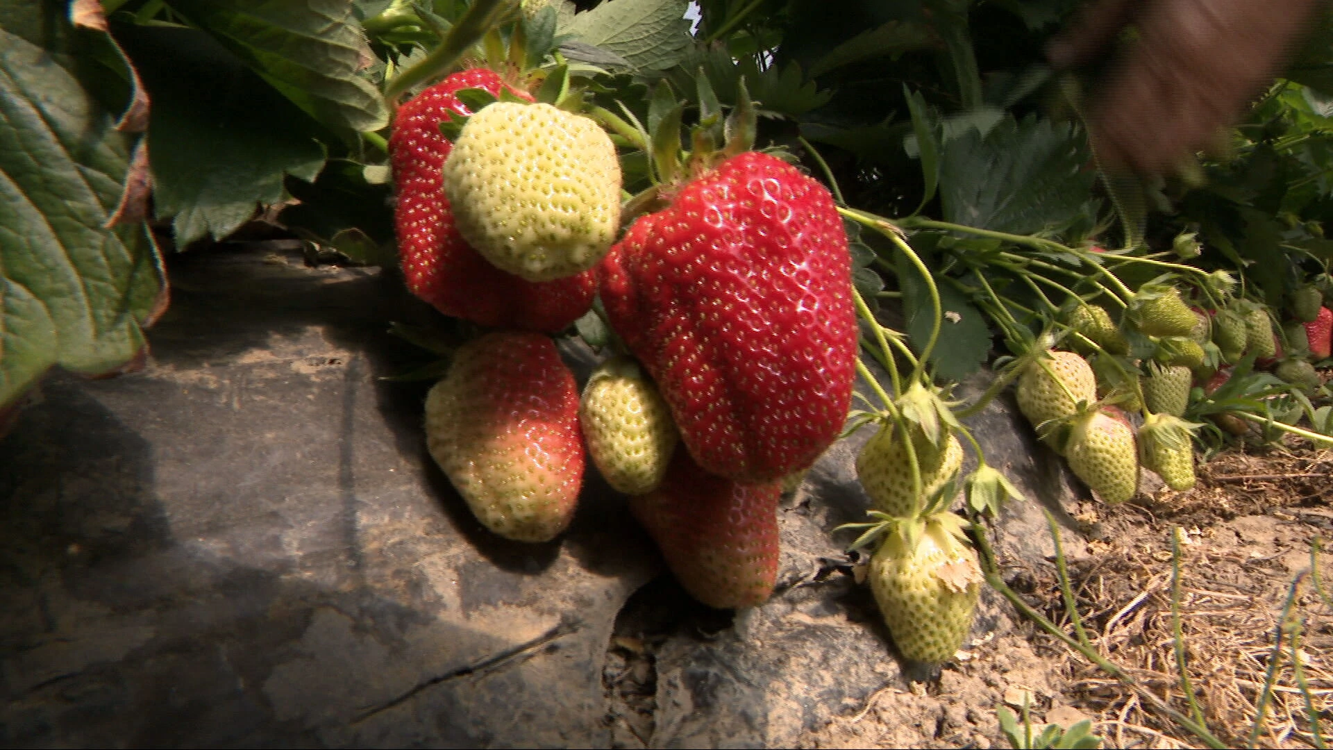 Hoće li ove godine uopće biti poznatih 'jagodica purgerica'? - HRT