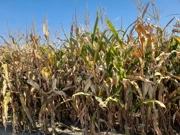 Dan polja kukuruza, soje i suncokreta, Foto: M.Milas/Radio Osijek