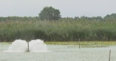 Ribnjak