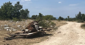 Pomor krava, Gornje Maovice