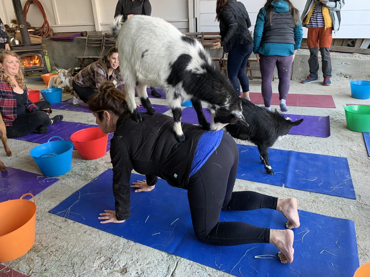 Epizoda: Koza i ovca, Foto: "Pametan kao kokoš, tvrdoglav kao magarac"/serijal