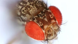 Drosophila