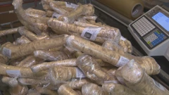 Hren, jedina poljoprivredna kultura koja dozrijeva zimi