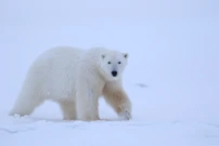 Nedjelja, 19. travnja na Drugom, Foto: Godina na planetu Zemlji/dokumentarna serija