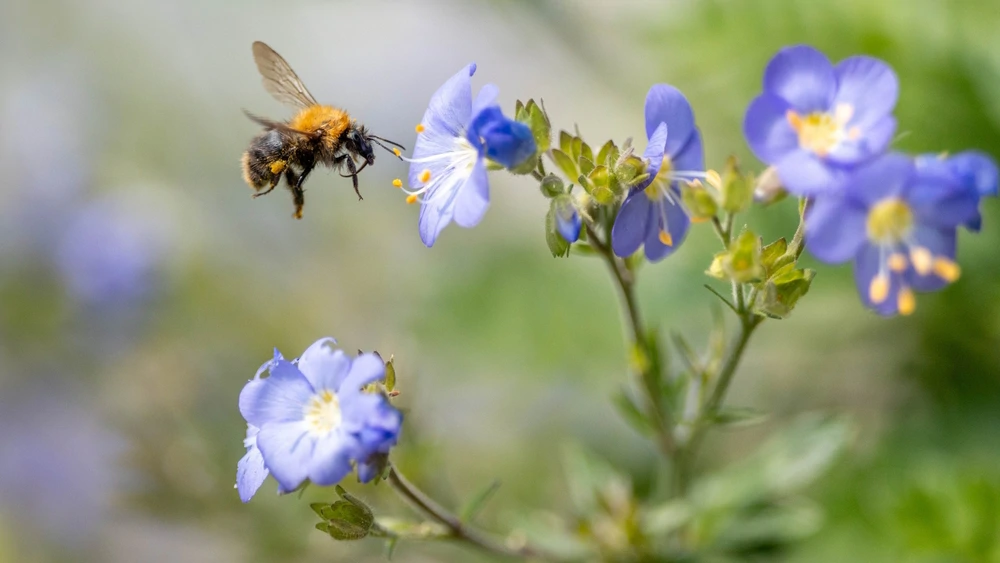 Bumbari u službi otpornije poljoprivrede