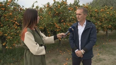 Pošiljke neretvanskih mandarina povučene iz prodaje u dvije zemlje
