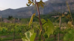 Općina Konavle
