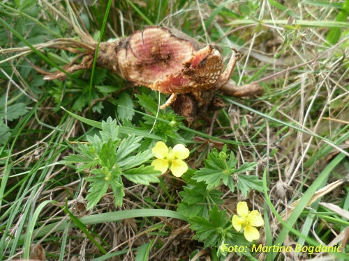 Travarica: petoprstom protiv zubobolje, afta i parodontitisa