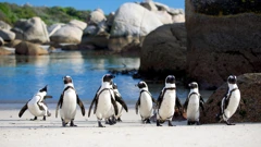 Nedjelja, 22. siječnja na Prvom , Foto: Pingvini: Upoznajte obitelj/dokumentarni film 