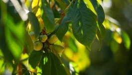 Indijanska banana s plantaže Ivana Šuloga