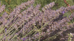 Lavanda 