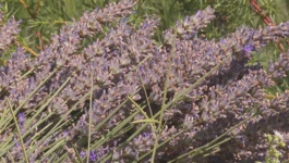 Lavanda 