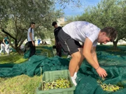Učenici u berbi u školskom masliniku, Foto: OŠ Bartula Kašića Zadar/Radio Zadar