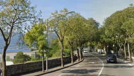 Navodno je oboljelih stabala u Istarskoj ulici i više od 20