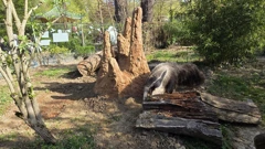 Divovski mravojed dobio termitnjak u Zagrebačkom Zoo, Foto: ZOO Zagreb/ZOO Zagreb