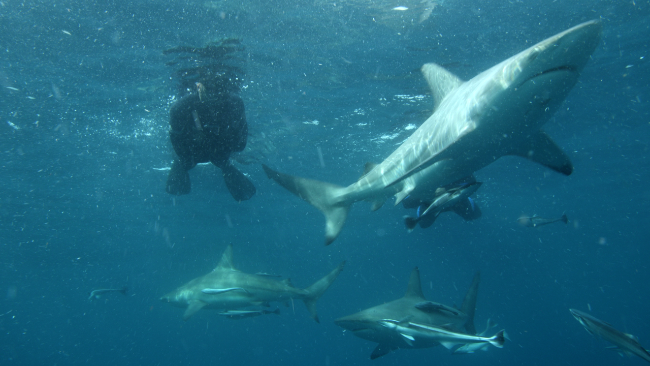 Ponedjeljak, 1. prosinca na Prvom , Foto: Ben Fogle: Opstanak vrsta - Morski psi/dokumenarna serija 