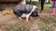 Matilda je trebala biti kućni ljubimac, Foto: Eli Lazarova Sladić/Odjel web i multimedija