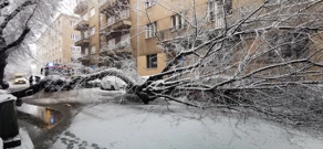 Palo stablo u Ul. Šandora Brešćenskog u Zagrebu, Foto: Maroje Vučićević/HRT