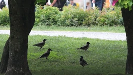 Vrane