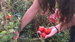 Već osam godina u jednom od gradskih vrtova, na površini od 50 kvadrata, Vesna Žužul uzgaja povrće za sebe i svoju obitelj.