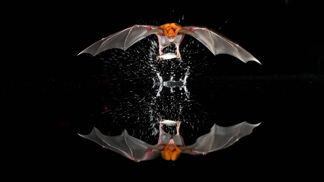 Četvrtak, 13. veljače na Drugom , Foto: Sisavci /dokumentarna serija 