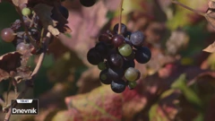 Dobra ovogodišnja berba vina na Pelješcu