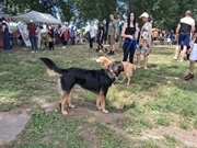 Povratak otpisanih, Foto: Vlatko Franjin/HRT Radio Osijek