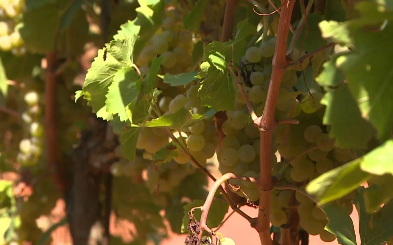Počela je berba grožđa za pjenušac , Foto: HRT/HTV