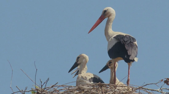 Rode na krovu, sreća u dvorištu