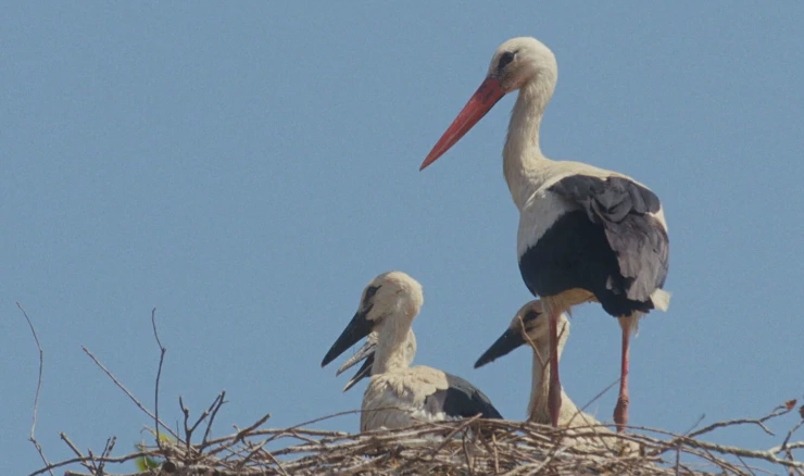 Rode na krovu, sreća u dvorištu