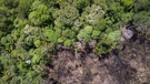 Deforestacija Amazonije