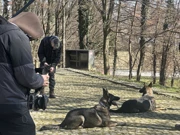Srijeda, 25. veljače na Prvom, Foto: Psi na zadatku/2. sezona dokumentarne serije