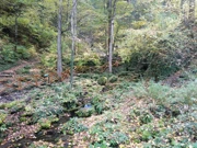 Park šuma Jankovac, Foto: -/-