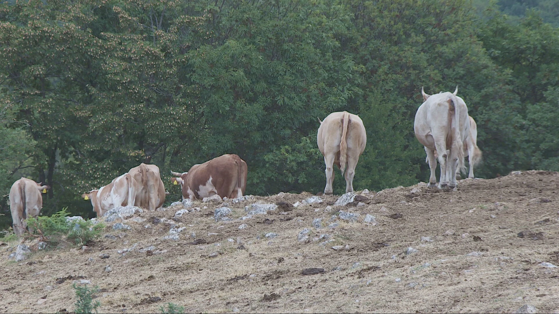 Goveda i dalje ugibaju; najavljena pomoć stočarima
