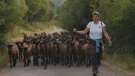 Katica Žampera – pastirica