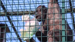 Stanovnicima Zoološkog vrta stigle pisanice , Foto: Sanjin Strukic/PIXSELL