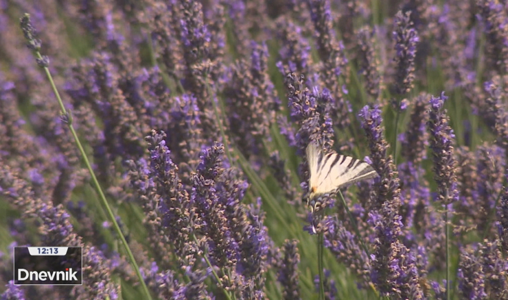 Lavanda uspijeva i u Međimurju