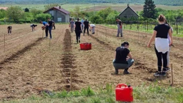 Sadnja novih sorata vinove loze u Mandićevcu