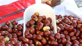 Žižule