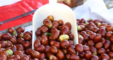 Žižule