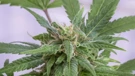 Marihuana