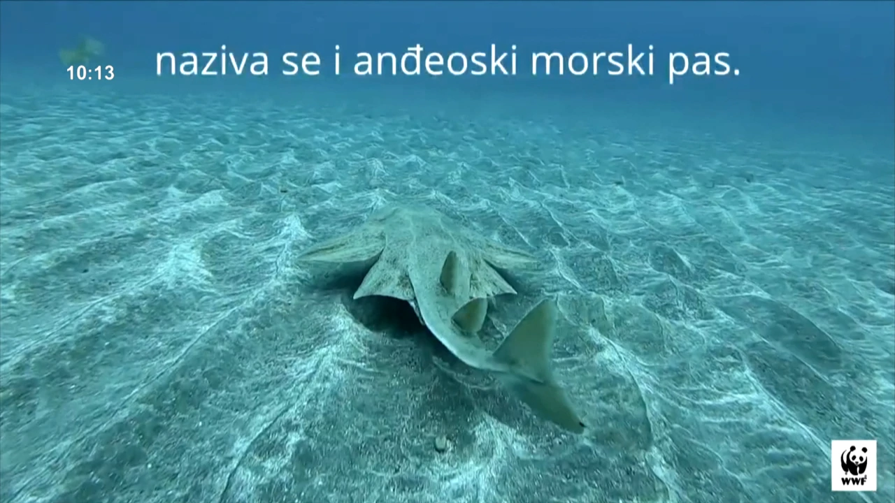 Sklat, morski pas anđeo