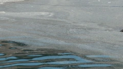 Površina mora prekrivena je uginulim mušicama, Foto: HTV/HRT